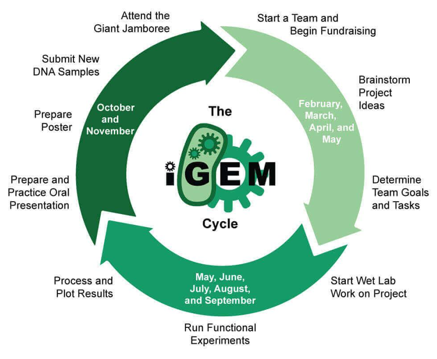 北上广深学生参加的iGEM竞赛含金量总结！附iGEM竞赛培训课程