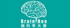 Brain Bee脑科学大赛备赛须知！Brainbee生物竞赛备考技巧